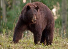 5 Places in India To Spot Rare Black and Brown Bear