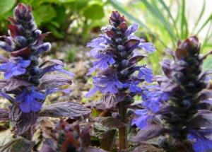 Bugleweed Leaves Quickly Heals Wound. Know More of its Skin Benefits