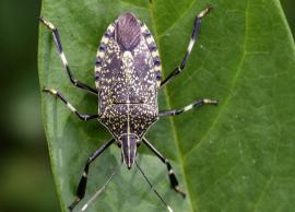 5 Home Remedies To Help You Get Rid of Stink Bugs

