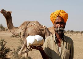 6 Health Benefits of Drinking Camel Milk