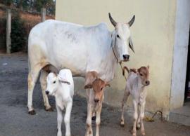 7 Breeds of Cattle You Can Find in India