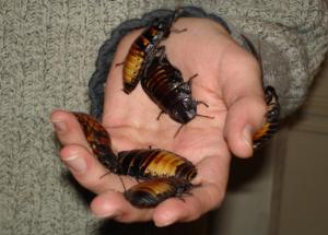 Couple in China Found Smuggling 200 Cockroach at Airport, Reason Will Shock You