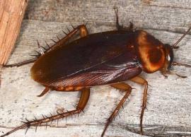 5 Natural Remedies To Get Rid of Cockroaches