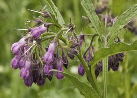 6 Benefits of Using Comfrey Herb for Skin and Hair