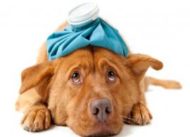 5 Common Diseases That Dogs Suffer