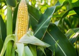 5 Reasons Why Corn is Healthy For You