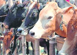 Indian Army to give its high-breed cows to government departments for Rs 1,000 per animal