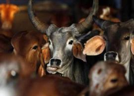 36 cows found dead in a cowshed in Delhi
