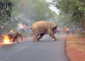 Hell is Here- Elephants Humiliated With Crackers Will Burn You With Anger