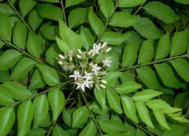 4 Beauty Benefits of Curry leaves