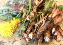 9 Health Benefits of Eating Dandelion Root