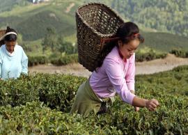 5 Excellent Tea Gardens of Darjeeling You Must Explore