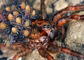 List of Some Deadliest Spiders in The World