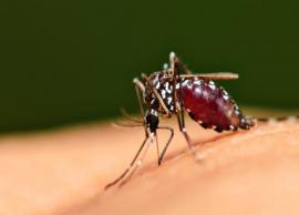 5 Home Remedies Effective To Treat Dengue