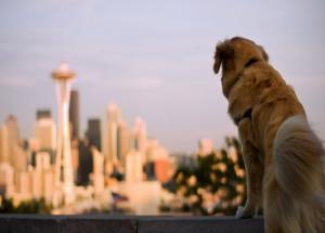 5 Dog Friendly Cities in America