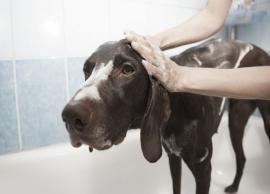 Non Toxis DIY Dog Shampoo Using Coconut Oil