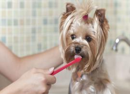 Make Your Own DIY Dog Toothpaste