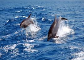 8 Places Where You Can Spot Dolphins