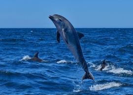 6 Places in India Where You Can See Dolphins