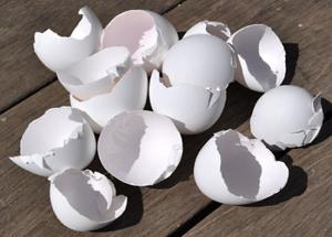 Eggshells are a Great Supplement for Calcium