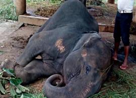 4 Elephants Killed Due To Virus Attack at Nandankanan Zoo in Odisha