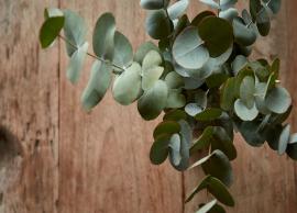 6 Amazing Health Benefits of Eucalyptus