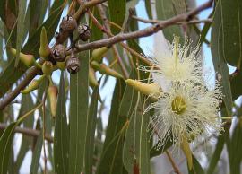 7 Amazing Health Benefits of Eucalyptus