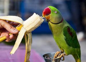 Pet Birds at Home Can Bring Prosperity. Just Know The Right Way To Keep Them