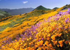 6 Best Places To Gaze at The Beautiful Flowers