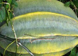 Incredibly Rich in Proteins, Fluted Gourd Has Ample of Benefits