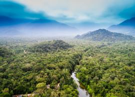 6 Largest Forests You Must Know About in the World