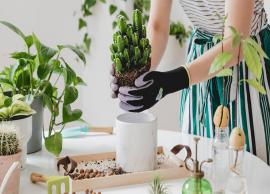6 Benefits of Growing Plants at Your Home