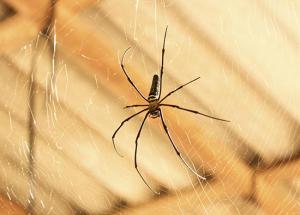 4 Tips To Get Rid of Spiders From House