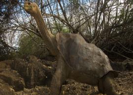 3 Places in The World To See Giant Tortoises