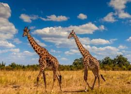 Reason Why Giraffe has Long Necks