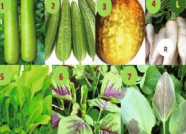 5 Most Popular Gourd Vegetables Grown in India