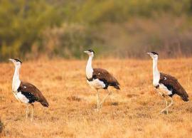 5 Places in India To Spot Great Indian Bustard