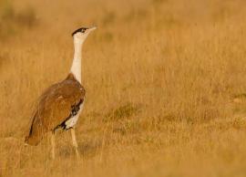 5 Amazing Places To Spot Great Indian Bustard