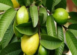 The Leaves of This Fruit Will Help You Regrow Your Hair, Read More Benefits