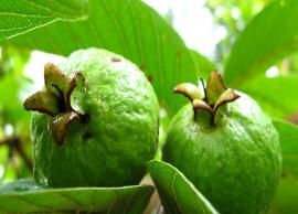 Have a Look at the Amazing Health Benefits of Guava Leaves
