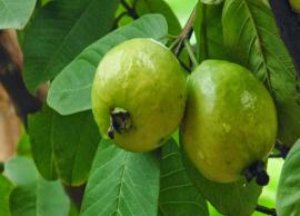 Get Rid of Skin Problems With Guava Leaves