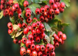 6 Amazing Benefits of Hawthorn Berry on Health