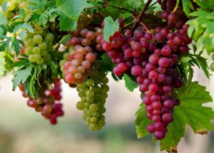 5 Health Benefits of Eating Grapes