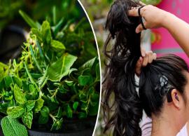 Top 8 Herbs for Promoting Hair Growth Naturally