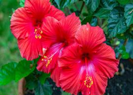 5 Ways To Use Hibiscus For Hair Growth