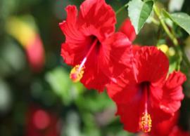 5 Well Known Benefits of Hibiscus on Your Health