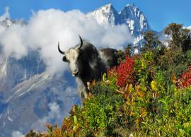 5 Must Visit National Parks in Himachal Pradesh