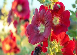 6 Health Benefits of Hollyhock Flower