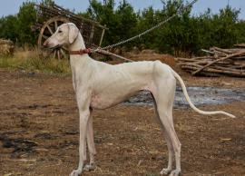 7 Least Known Breeds of Hound Dogs Found in India