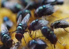 5 Easy Tips To Get Rid of House Flies